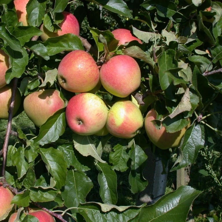 Malus 'Pinova'