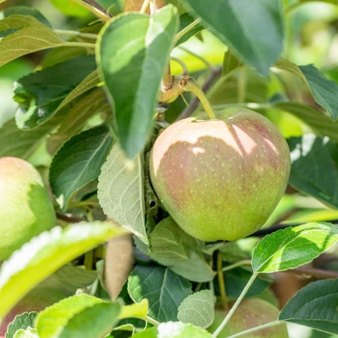 Malus 'Prinzenapfel'