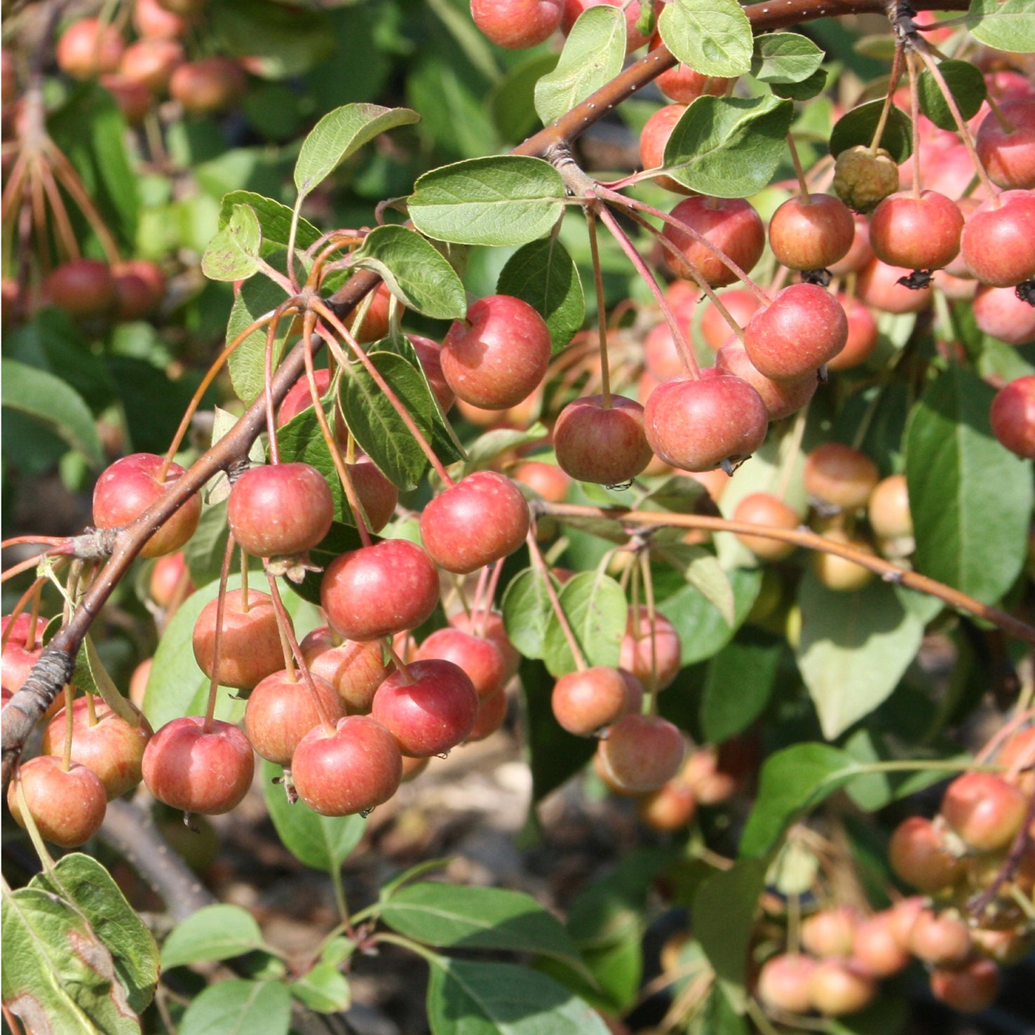 Malus 'Red Sentinel'