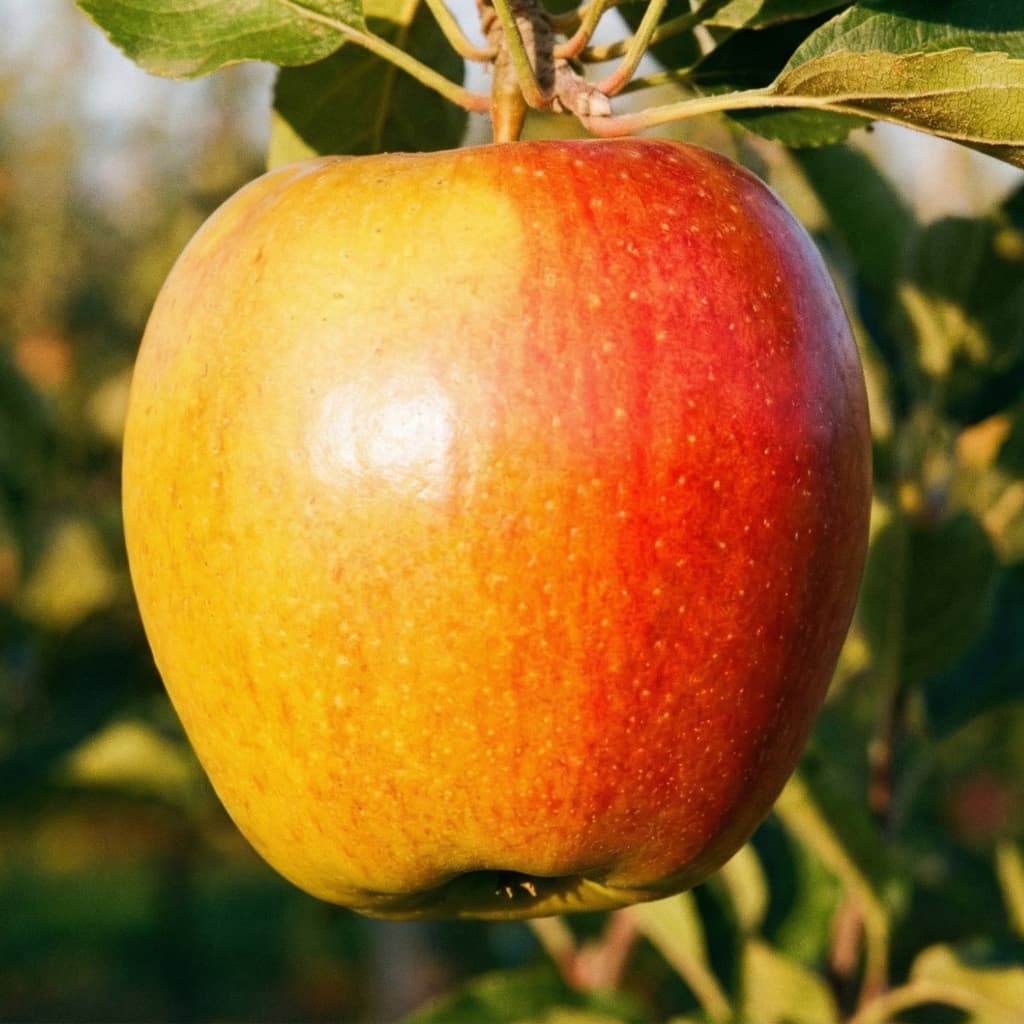 Malus 'Retina'