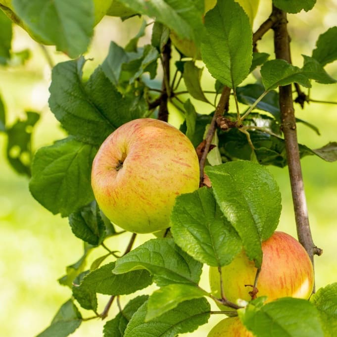 Malus 'Roter Berlepsch'