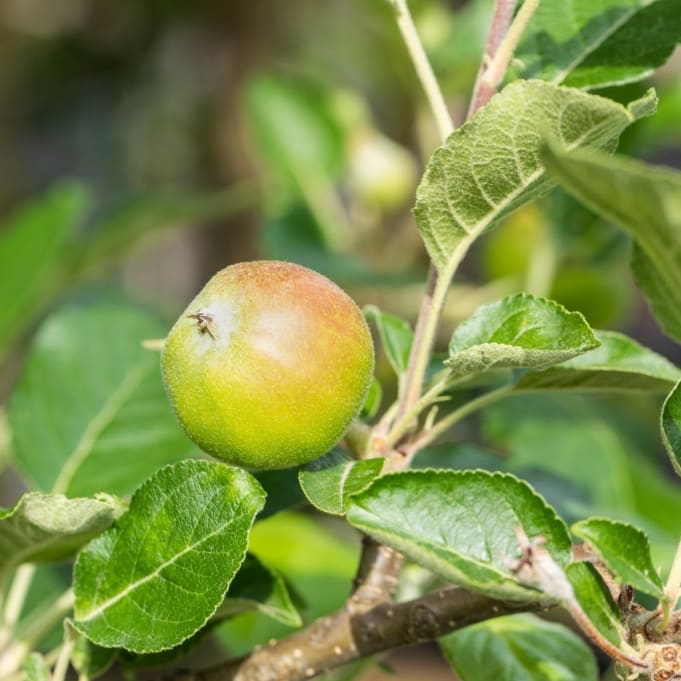 Malus 'Santana'