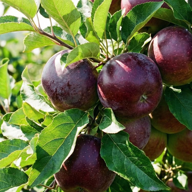 Malus 'Spartan'