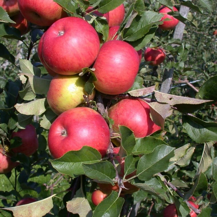 Malus 'Topaz'