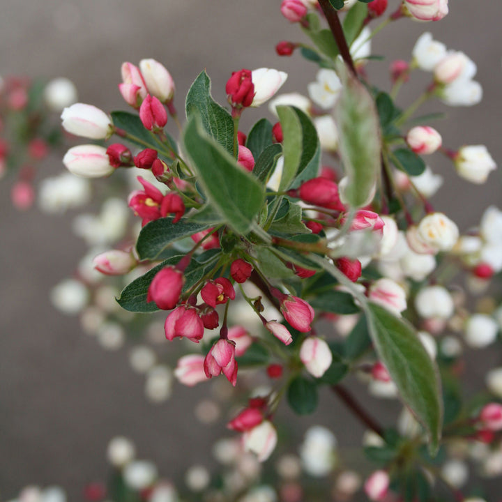 Malus toringo 'Tina'