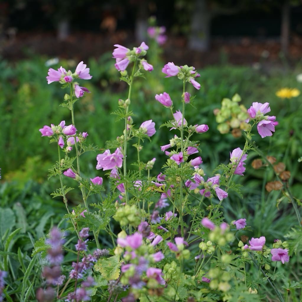Malva moschata