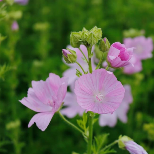 Malva moschata