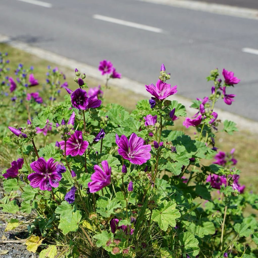 Malva sylvestris