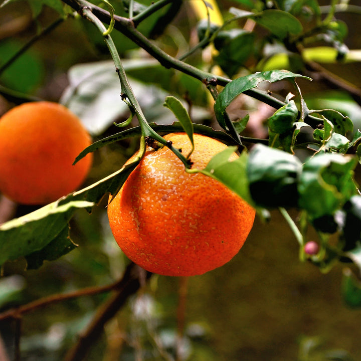 Orange Frucht der Mandarinen-Limette 'Osbeck'