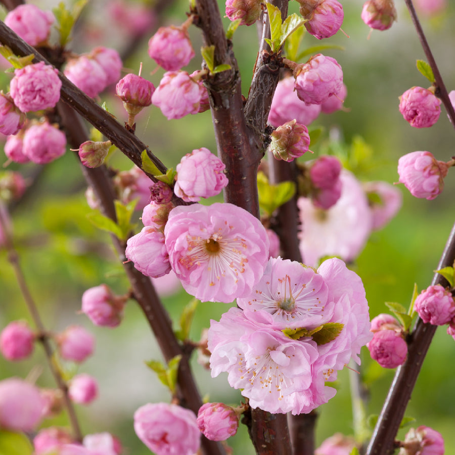 Blüte des Mandelbäumchens