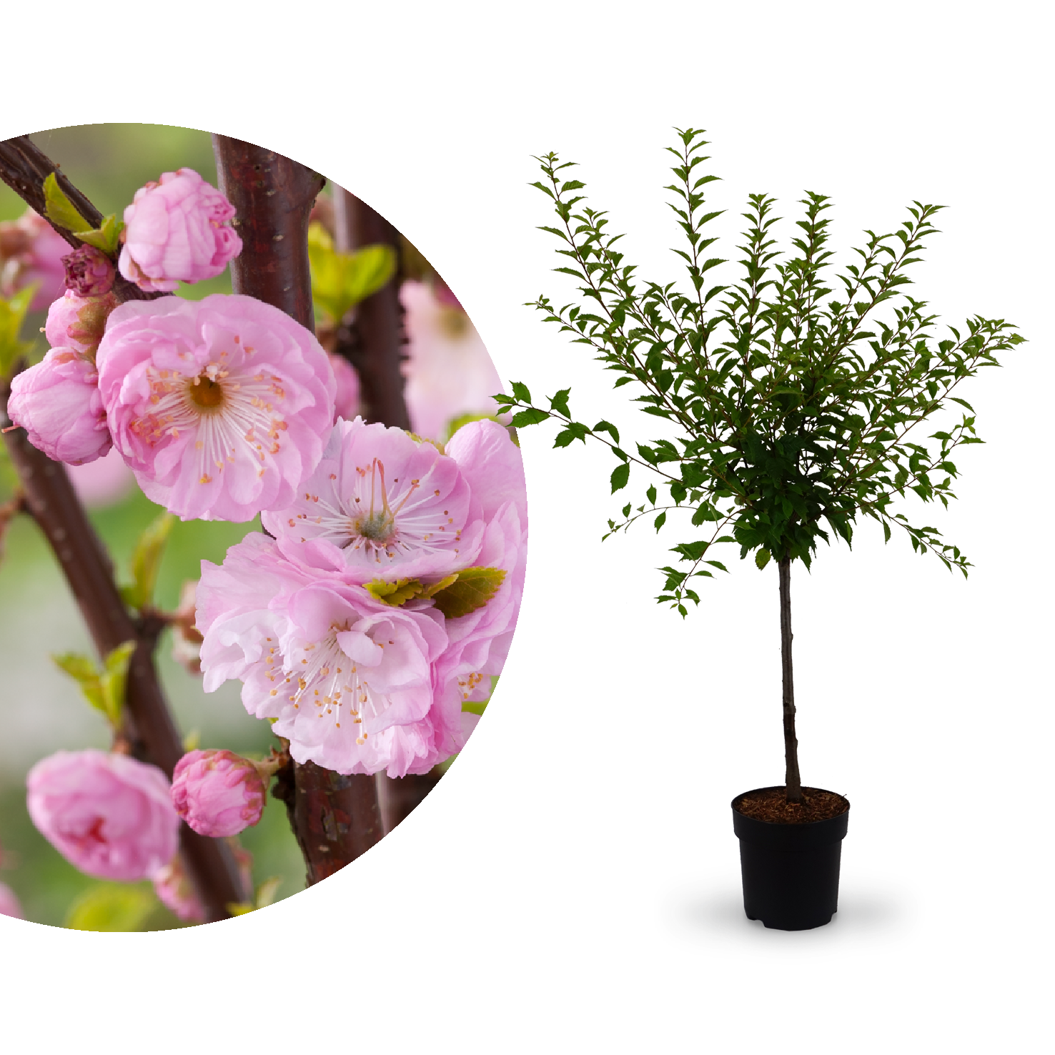 Mandelbäumchen (Prunus triloba) kaufen