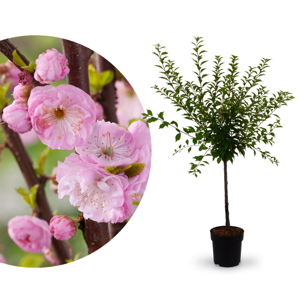 Mandelbäumchen (Prunus triloba) kaufen