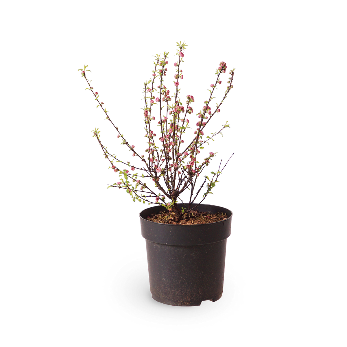 Mandelbäumchen 'Rosenmund'