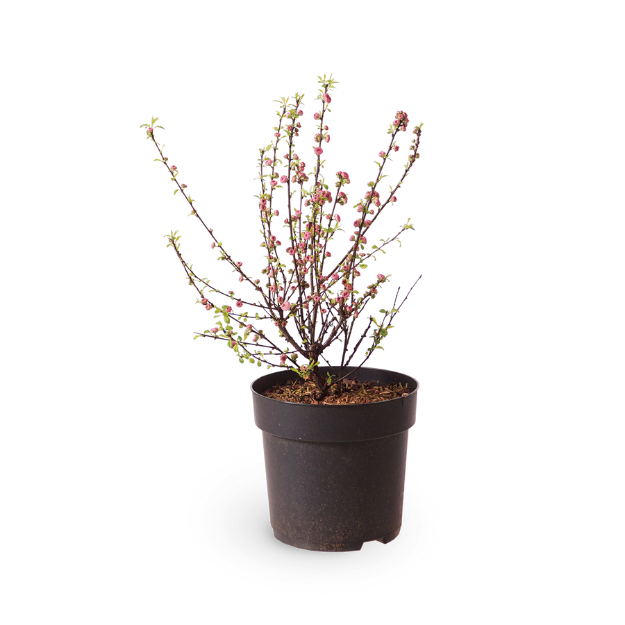 Mandelbäumchen 'Rosenmund'