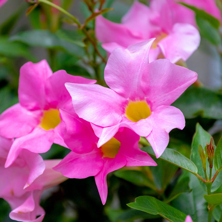 Mandevilla mit rosa Blüten
