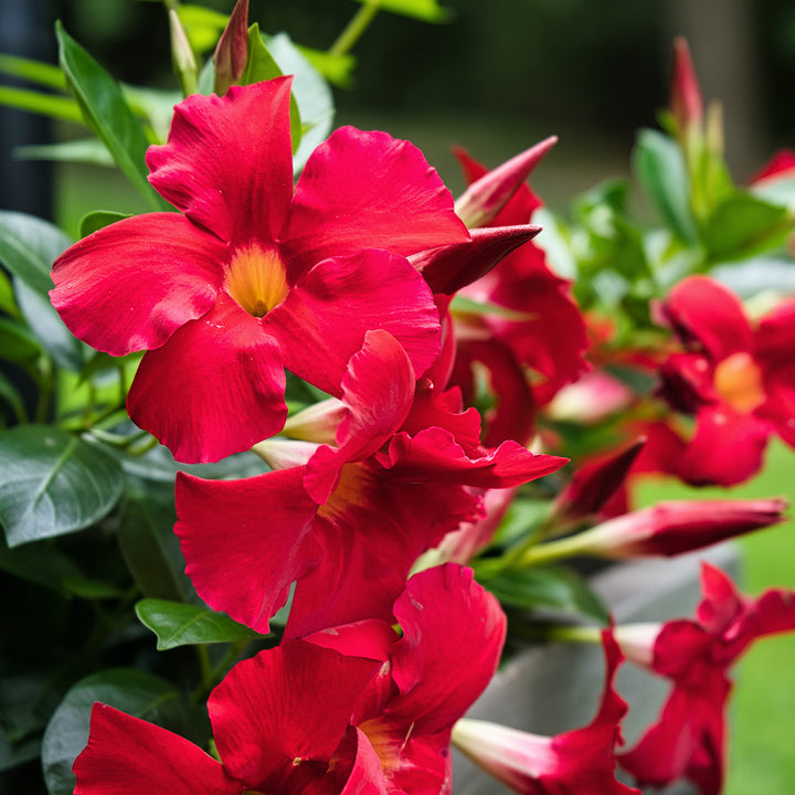 Mandevilla mit roten Blüten