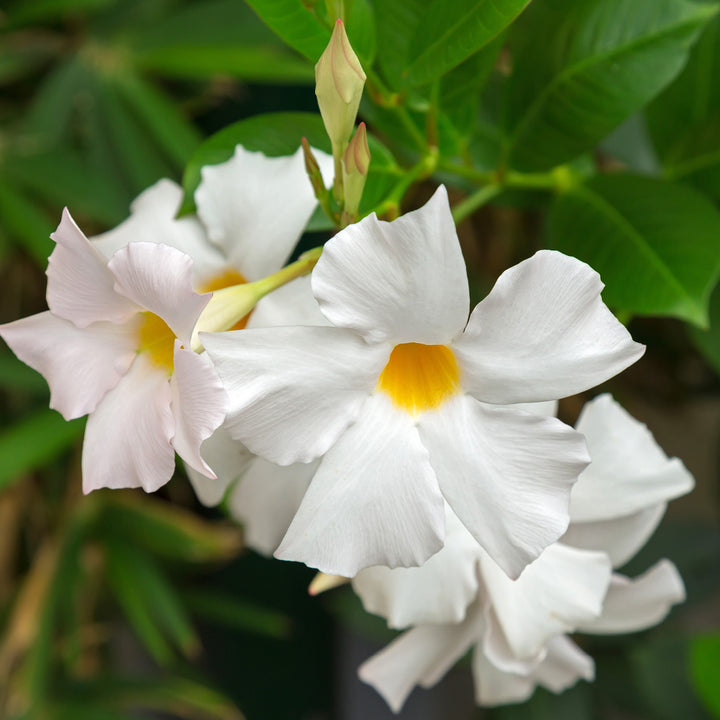 Mandevilla mit weißen Blüten