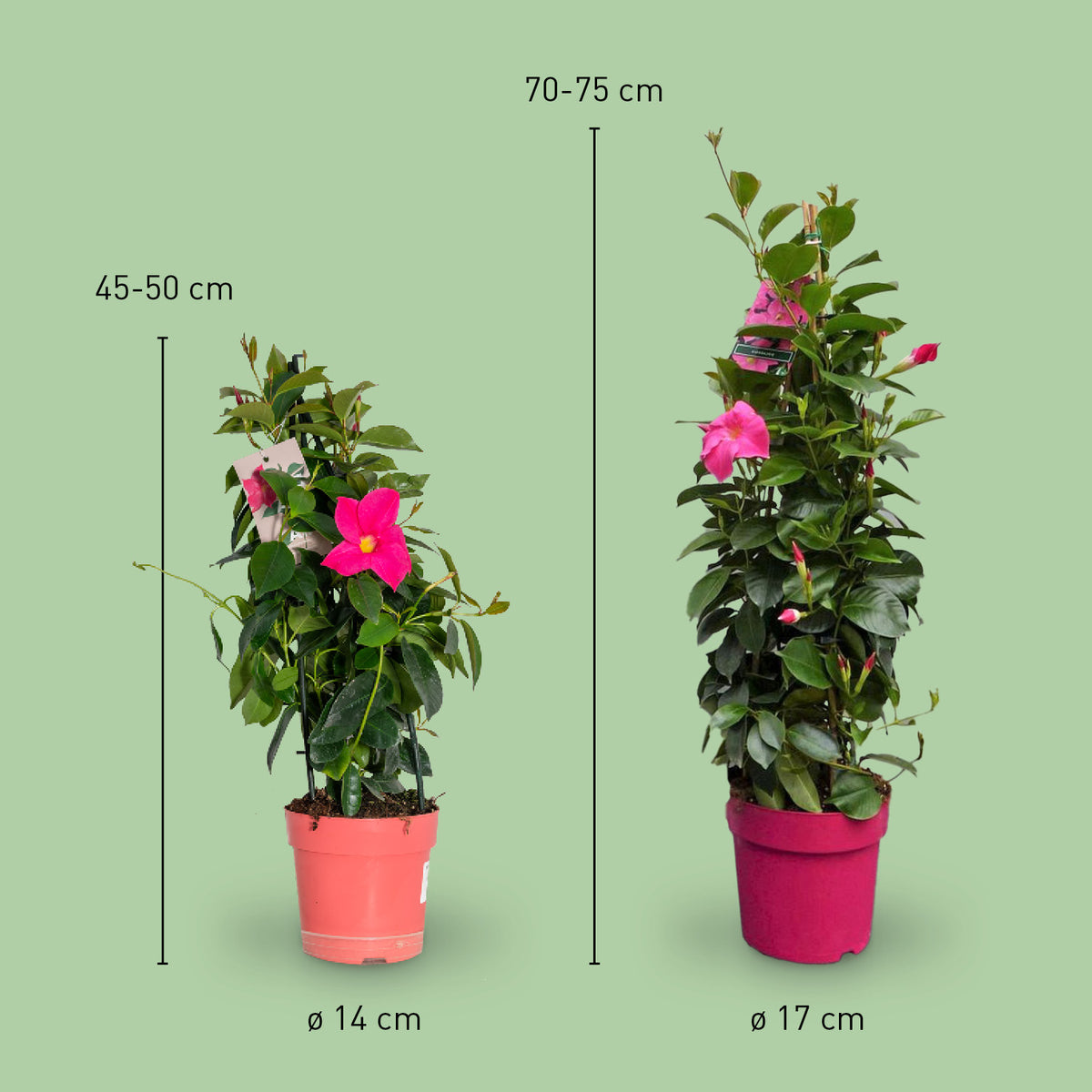 Größe der rosa Mandevilla