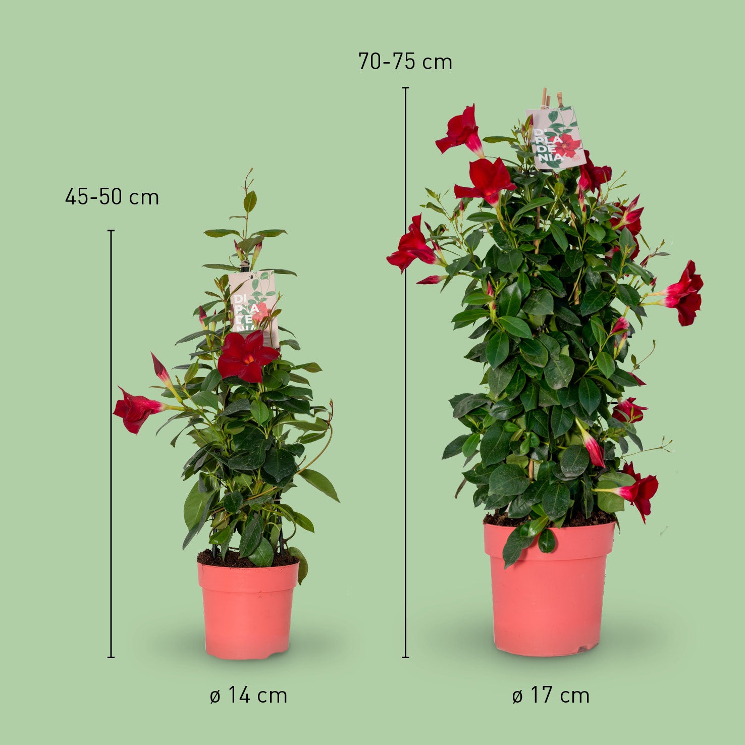 Größe der roten Mandevilla