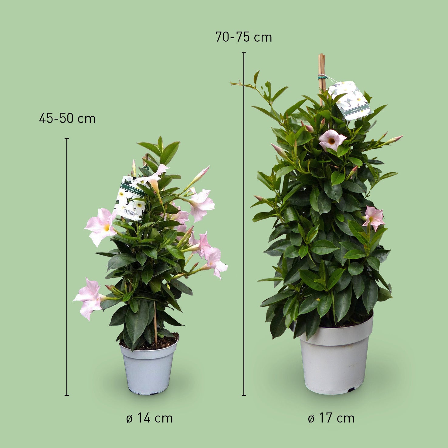 Größe der weißen Mandevilla