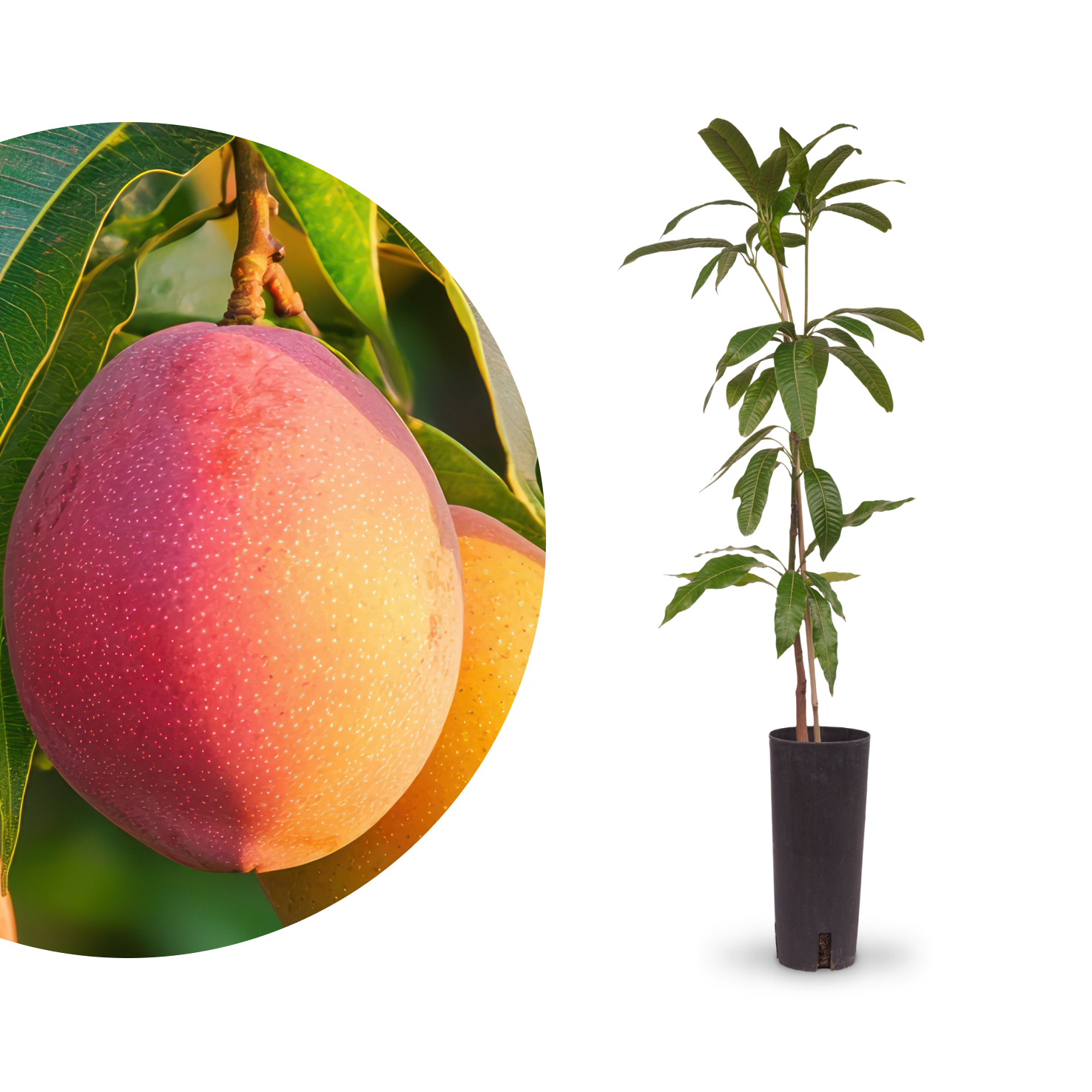 Mango 'Osteen' / 'Keiit'