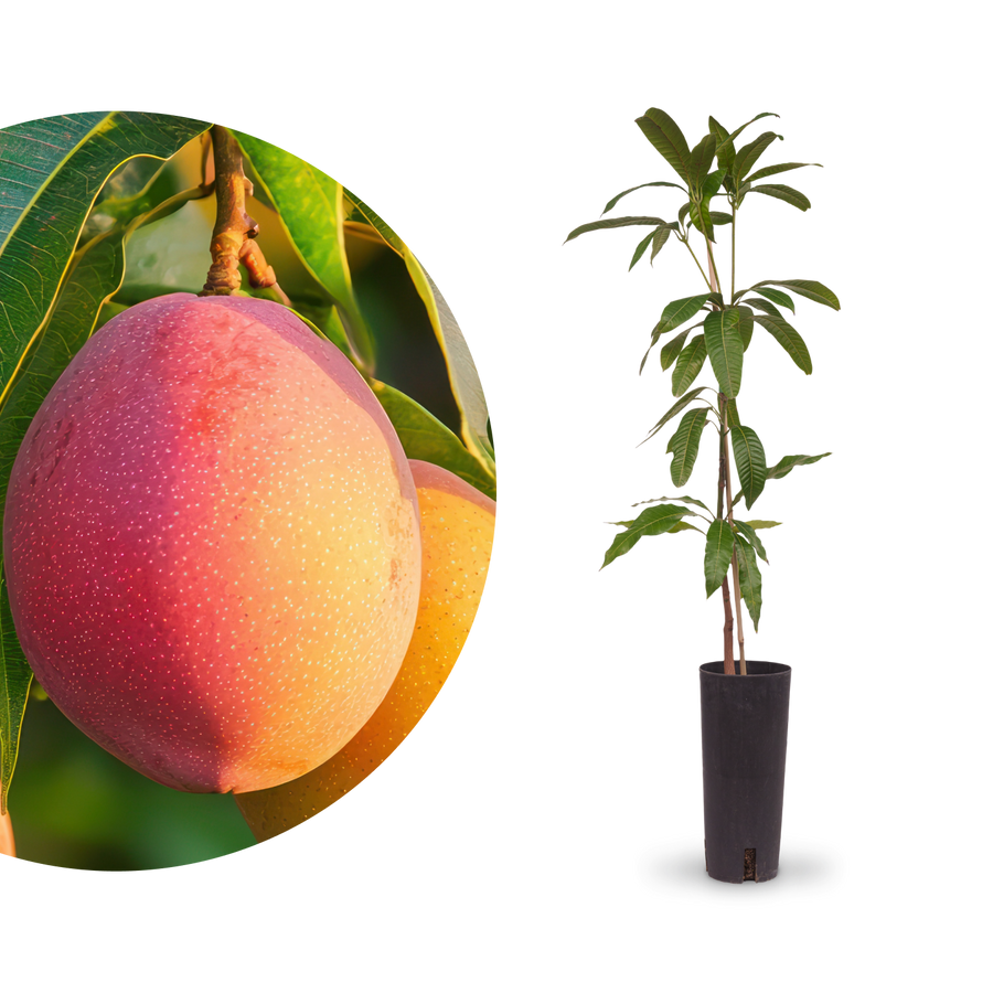 Mango 'Osteen' / 'Keiit'