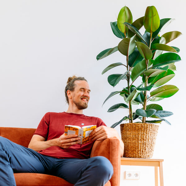 Mann mit Ficus elastica 'Robusta' als XXL-Zimmerpflanze