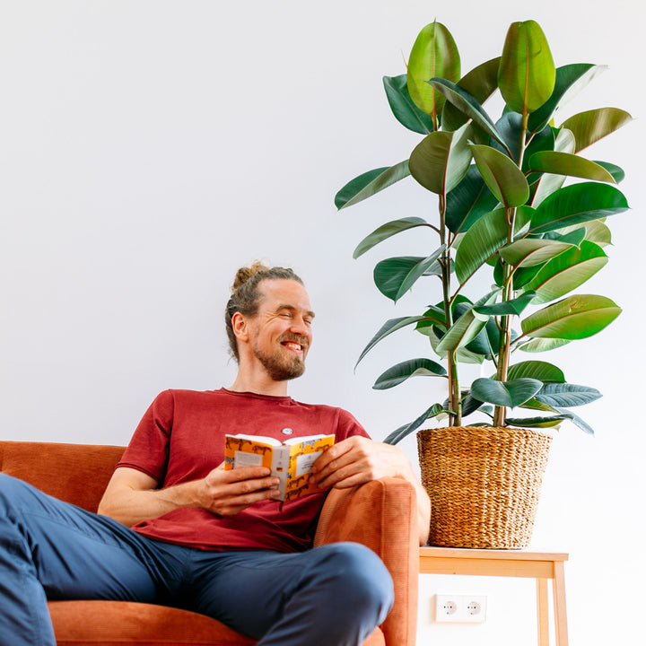 Mann mit Ficus elastica 'Robusta' als XXL-Zimmerpflanze