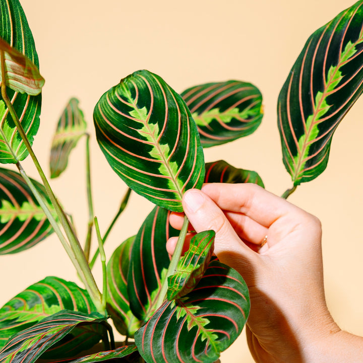 Blätter der Maranta 'Fascinator Tricolor'