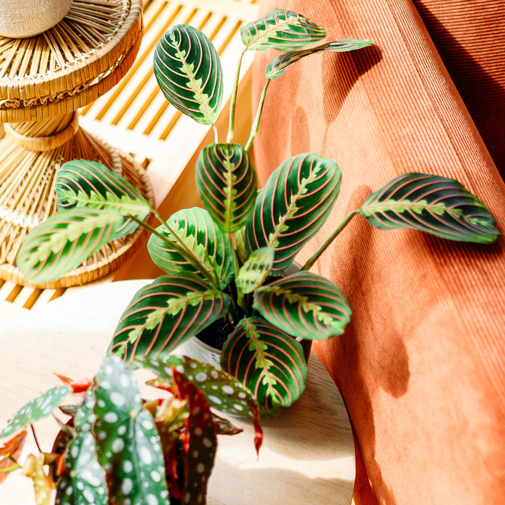 Maranta leuconeura 'Fascinator Tricolor' im Wohnzimmer
