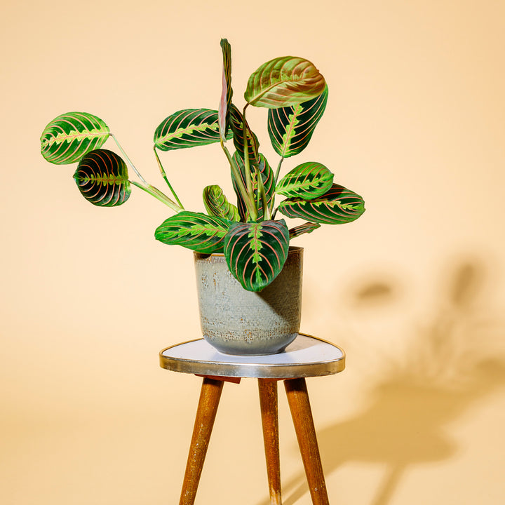 Maranta leuconeura als Zimmerpflanze