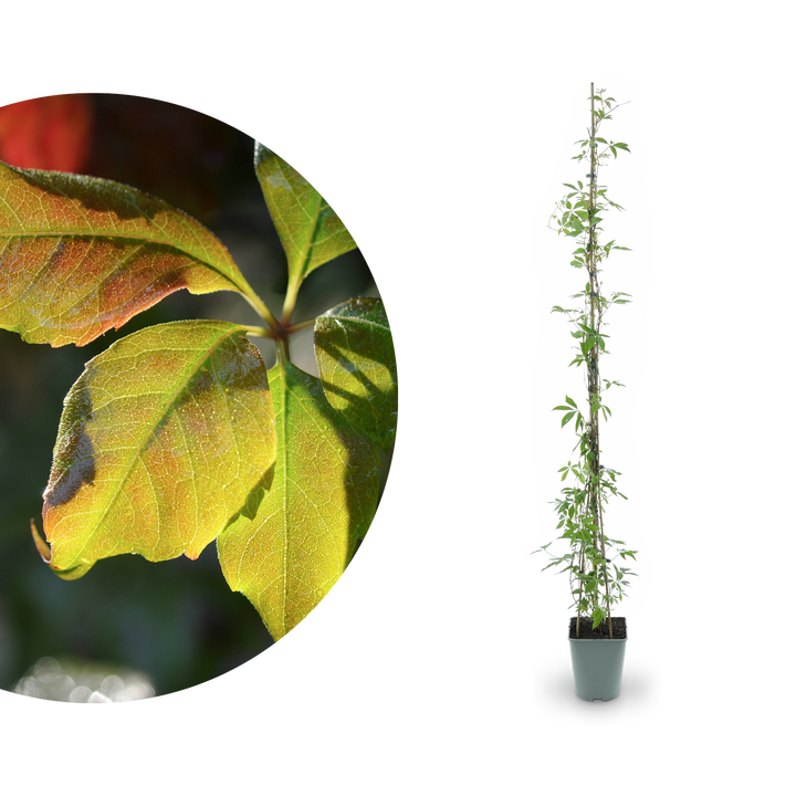 Mauerwein 'Engelmannii'