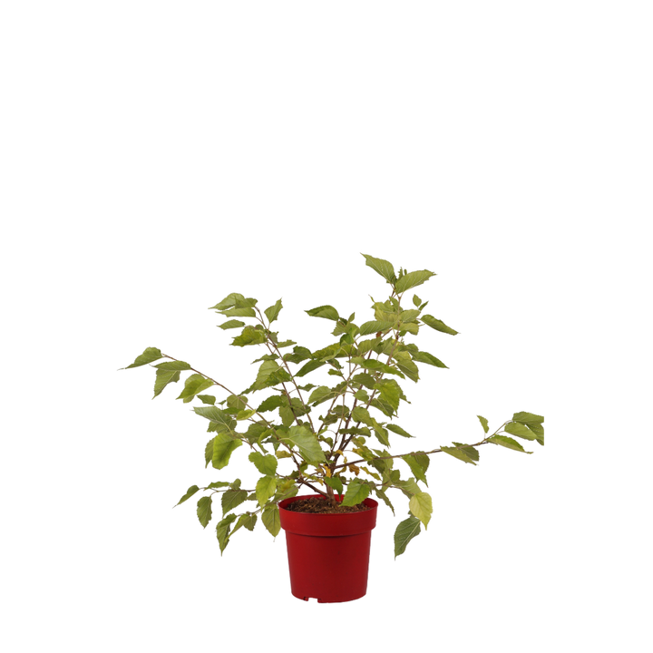 Maulbeere 'Mojo Berry'
