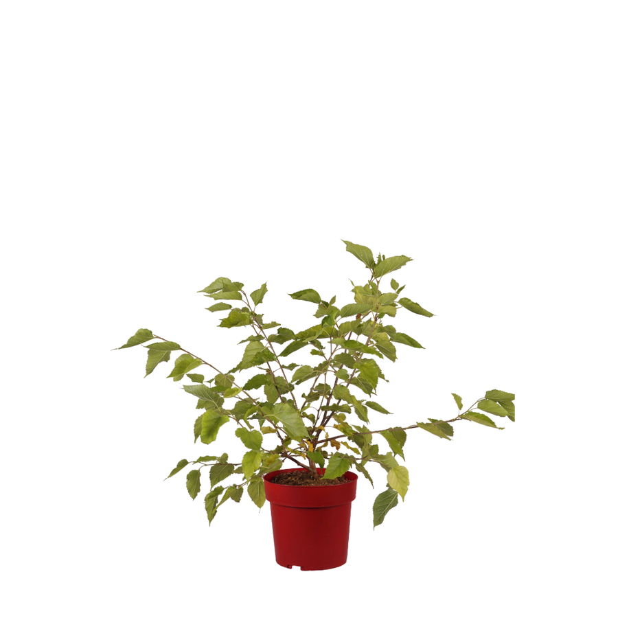 Maulbeere 'Mojo Berry'