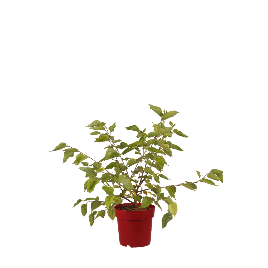 Maulbeere 'Mojo Berry'
