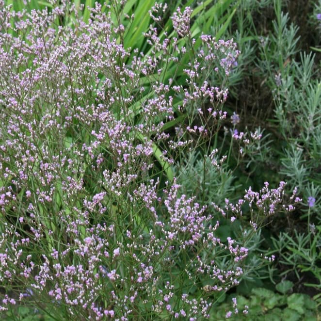Meerlavendel Violett