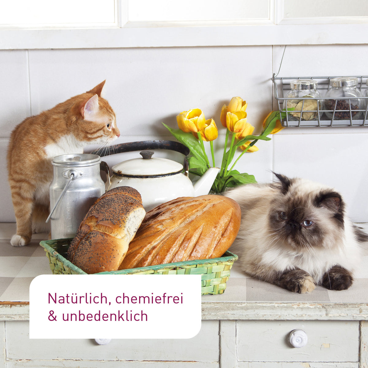 Zwei Haustiere Katzen in der Küche