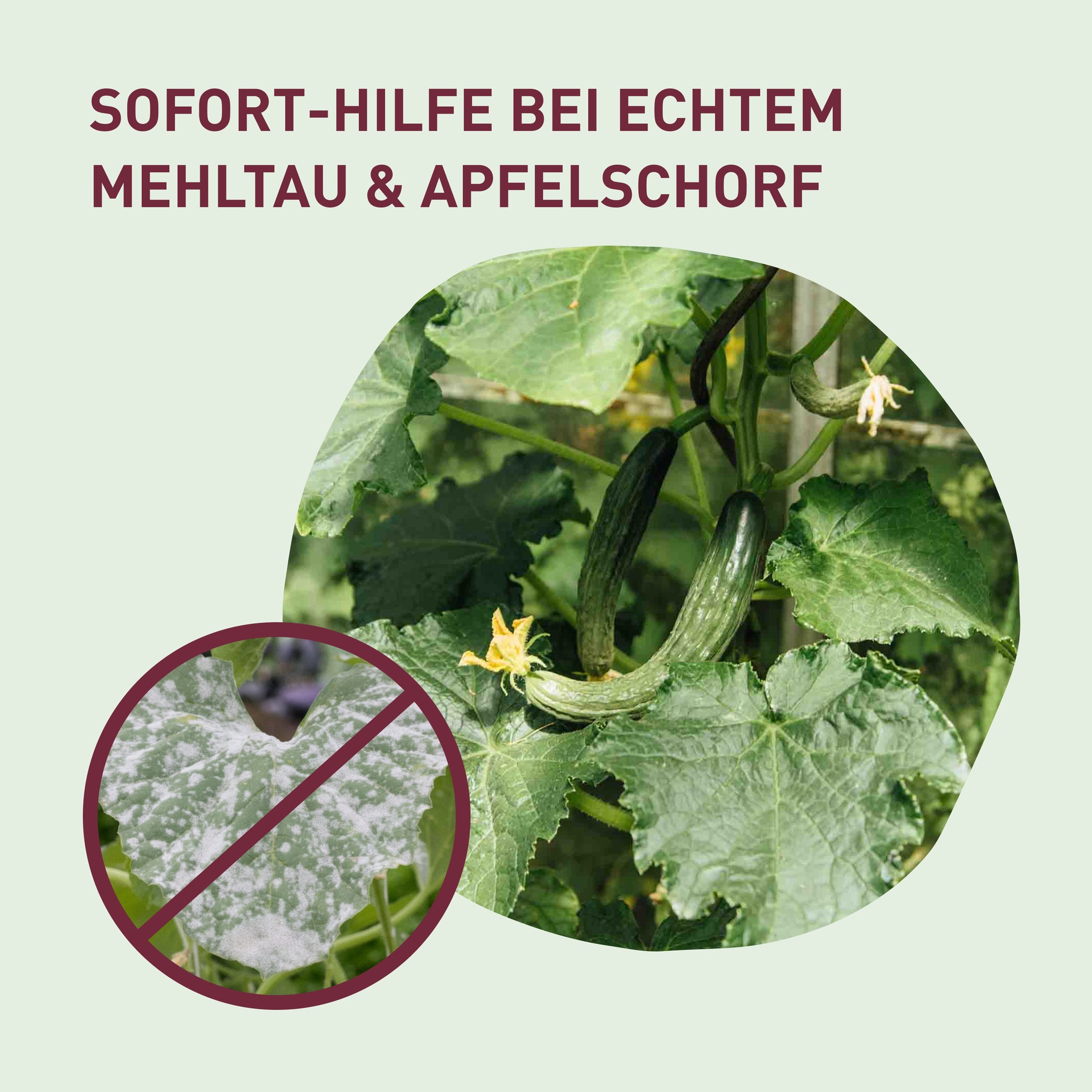 Spritzmittel zur Bekämpfung von Mehltau an Tomaten und Gurken