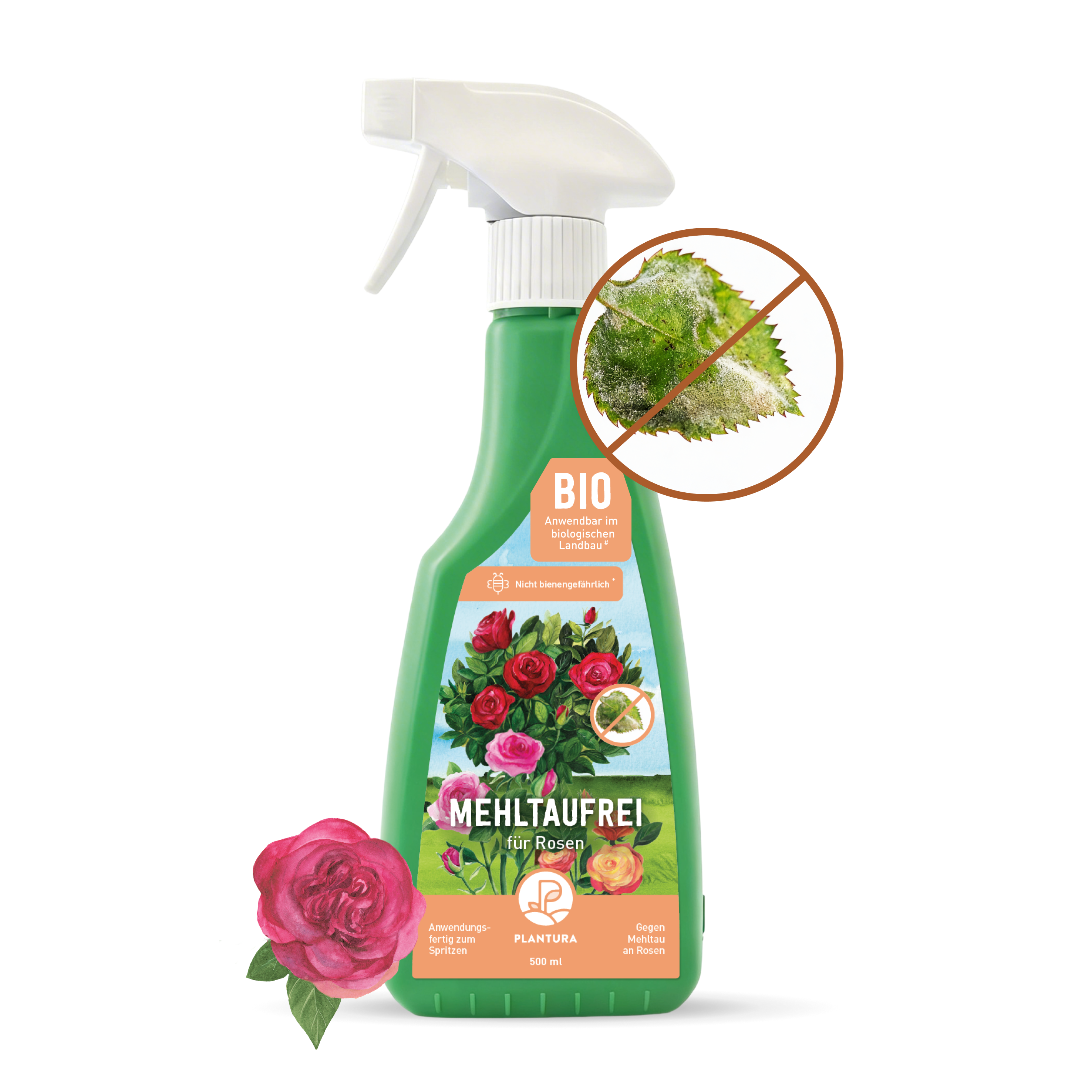 Mehltaufrei für Rosen Spritzmittel gegen Echten Mehltau