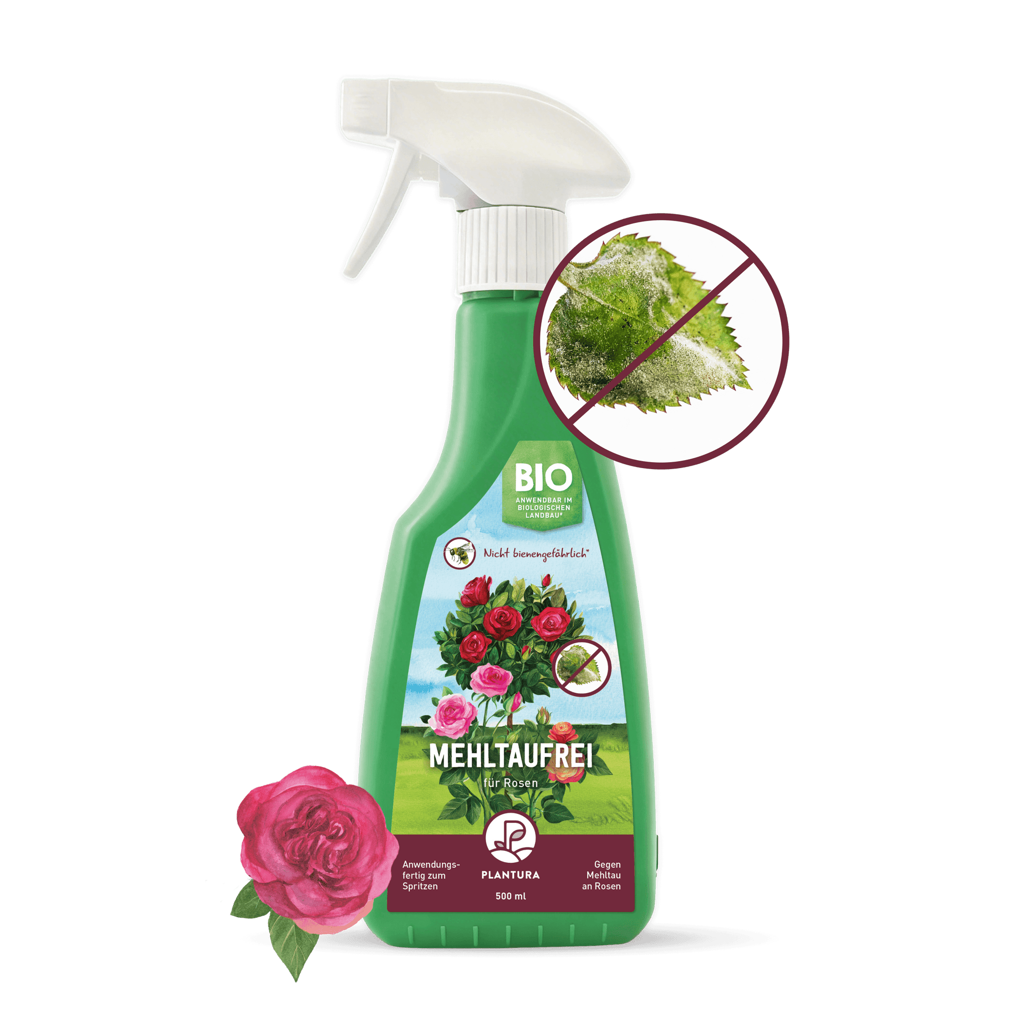 Mehltaufrei für Rosen Spritzmittel gegen Echten Mehltau
