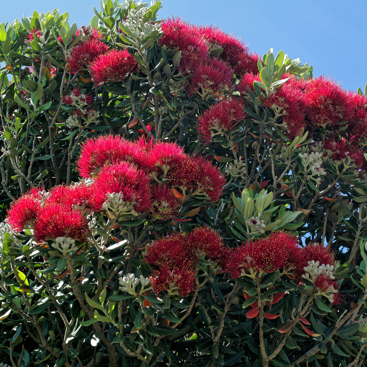Blühender Eisenholzbaum Pohutukawa