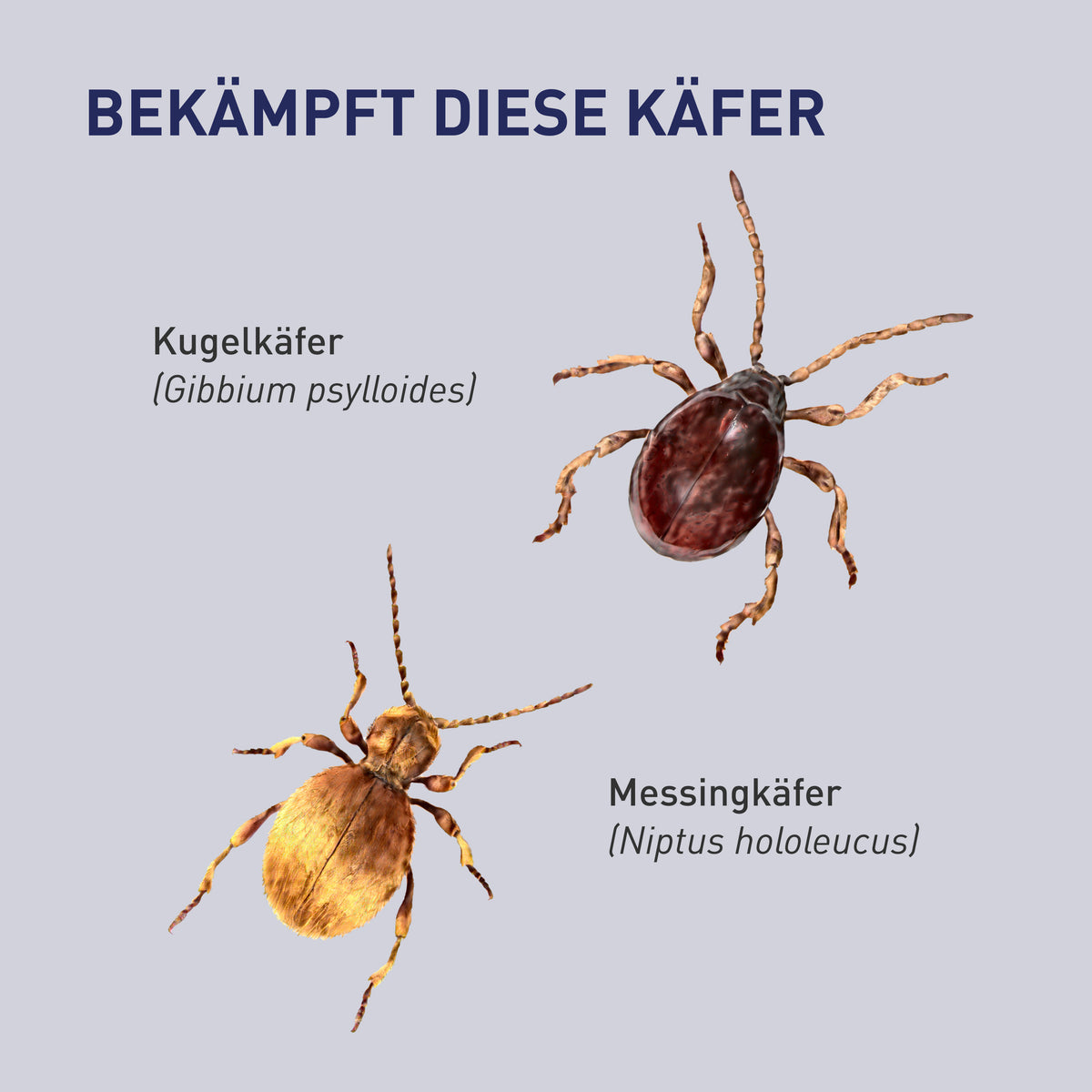 Kugelkäfer & Co. mit Lagererzwespen loswerden