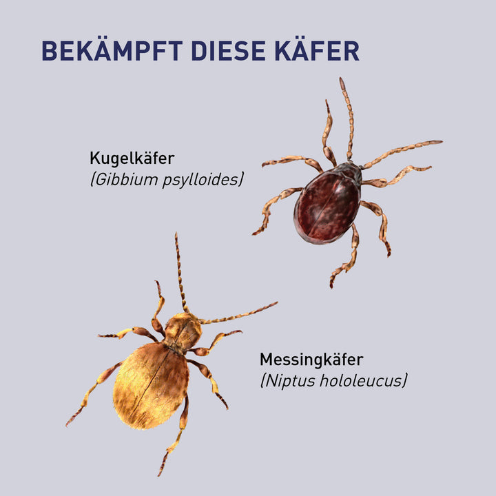 Kugelkäfer & Co. mit Lagererzwespen loswerden