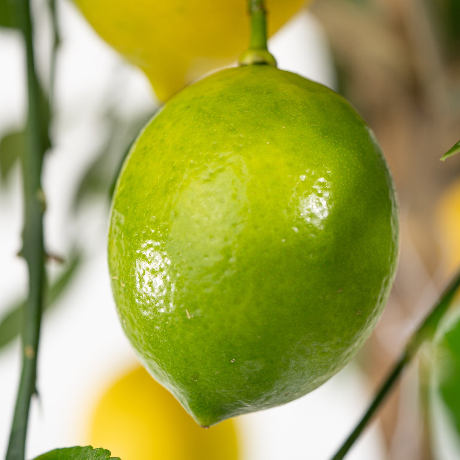 Grüne Frucht der Meyer-Zitrone LEMON TIME®