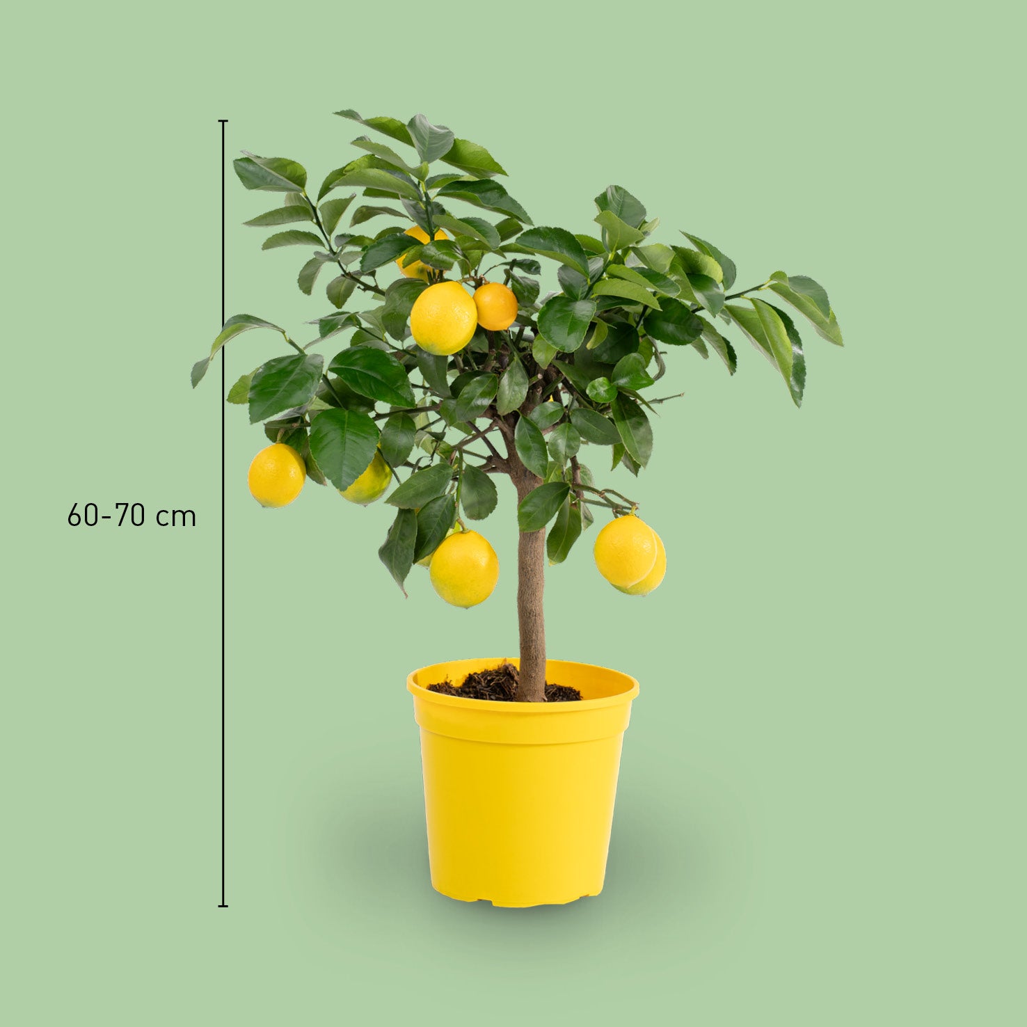 Größe der Meyer-Zitrone LEMON TIME®