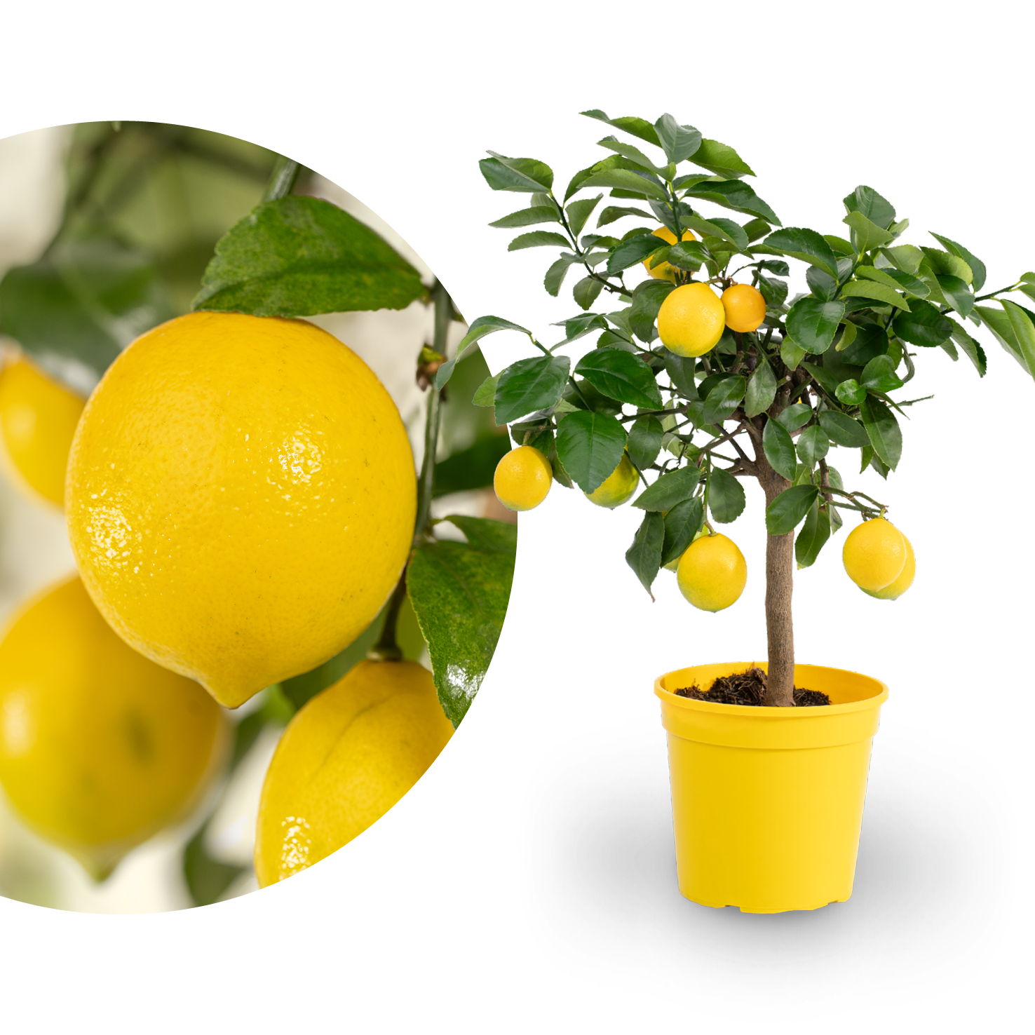 Meyer-Zitrone LEMON TIME®