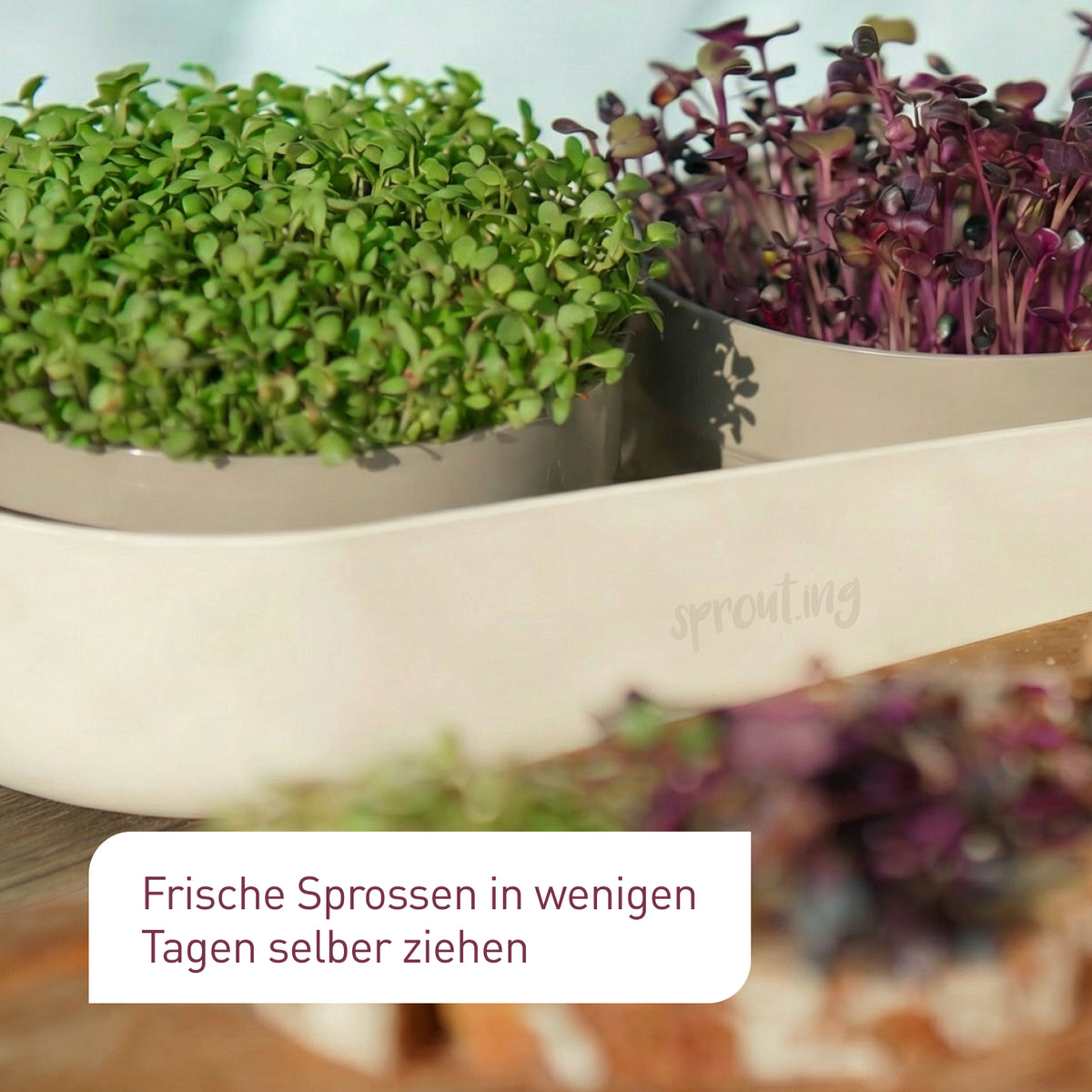 Microgreens-Anzuchtschale für eine schnelle Ernte