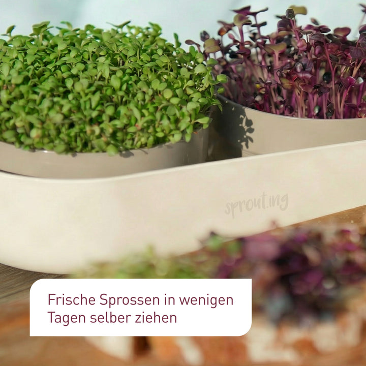 Scharfe Bio-Microgreens Samen für eine schnelle Ernte
