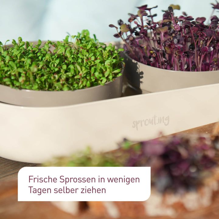 Set zur Anzucht von Microgreens und Sprossen