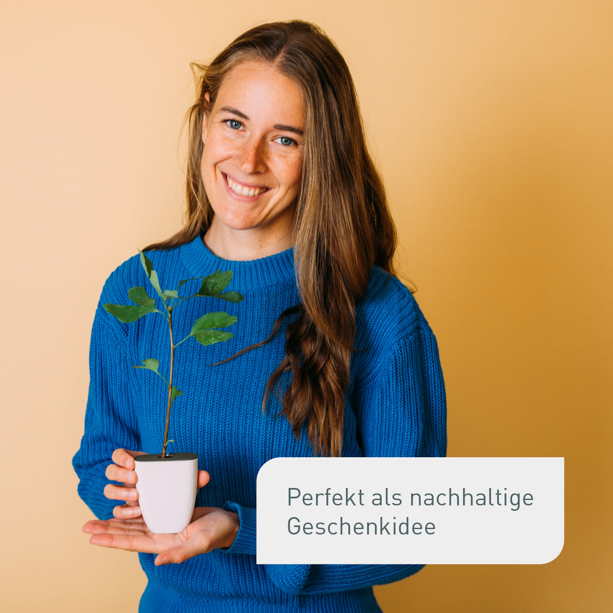 Kleiner Ginkgobaum als Geschenk